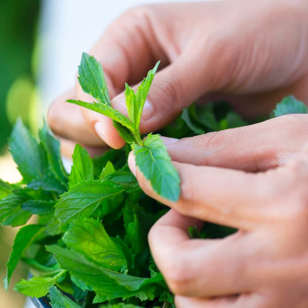 Back to the Roots New Kitchen Garden Complete Herb Kit