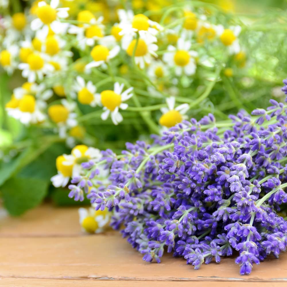 Back to the Roots New Kitchen Garden Complete Herb Kit