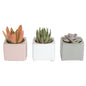 Costa Farms Live Succulent Plants