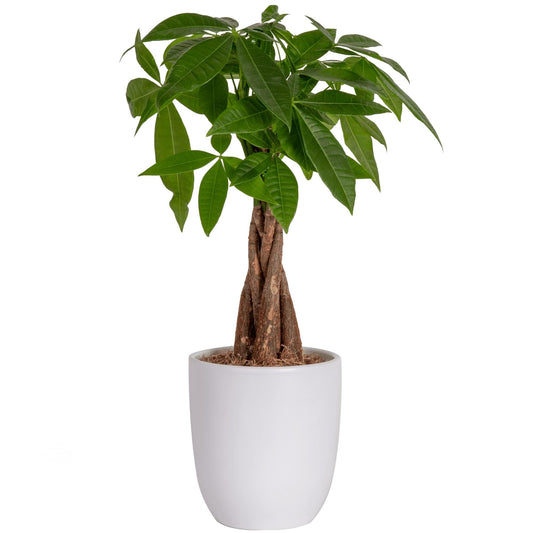 Live Houseplant in Ceramic Planter Pot