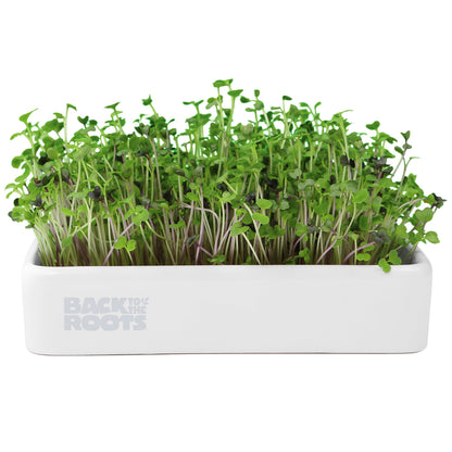 Back to the Roots New Kitchen Garden Complete Herb Kit