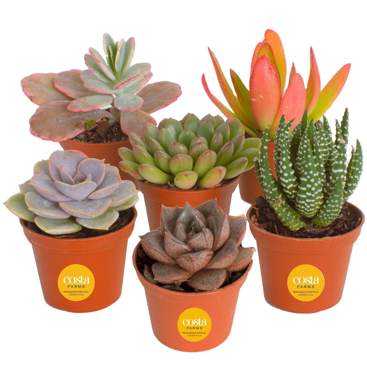 Costa Farms Live Succulent Plants