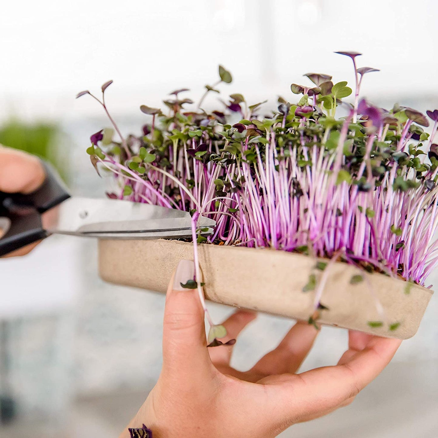 Back to the Roots New Kitchen Garden Complete Herb Kit