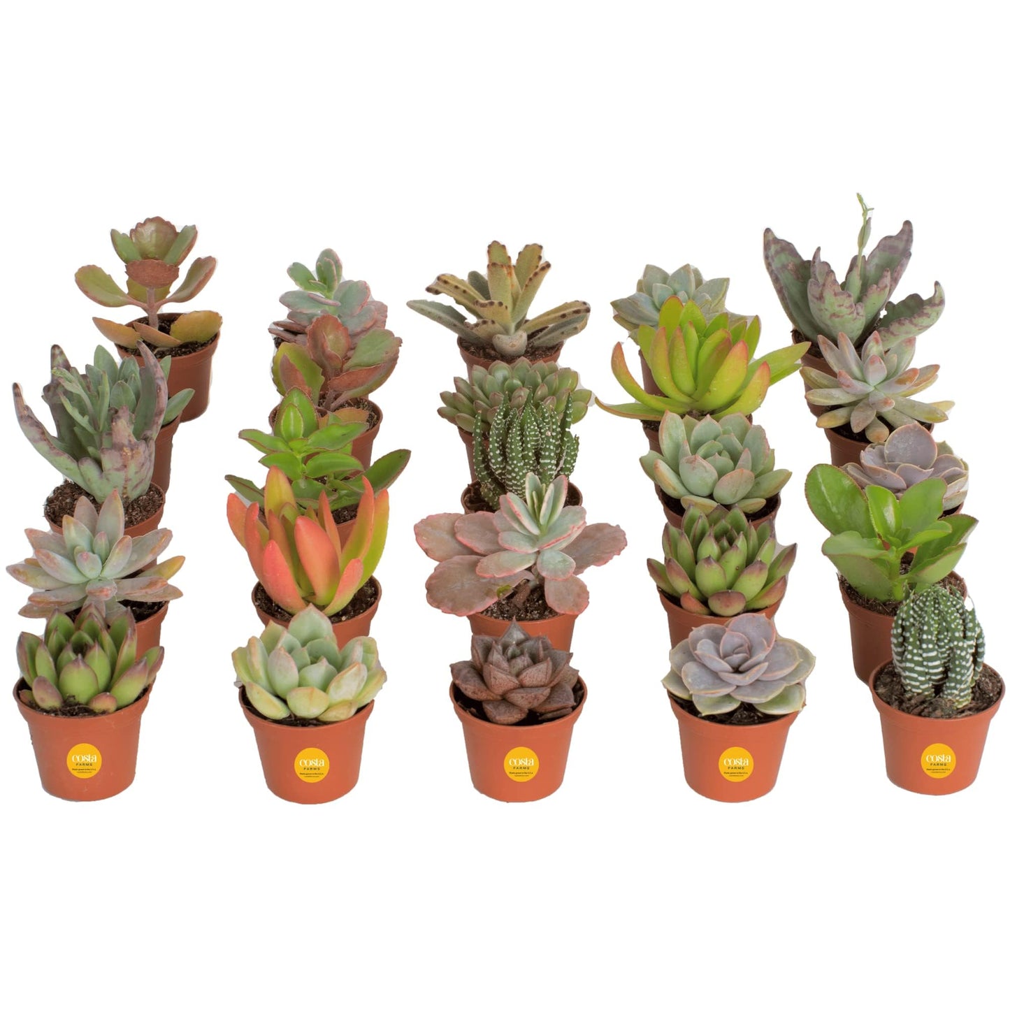 Costa Farms Live Succulent Plants