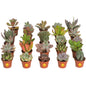 Costa Farms Live Succulent Plants