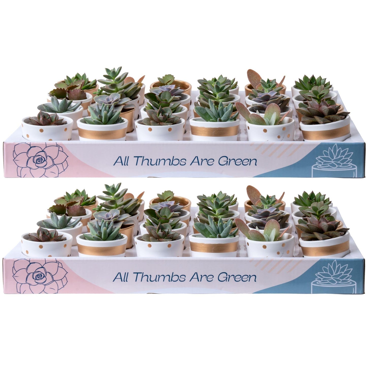 Costa Farms Live Succulent Plants