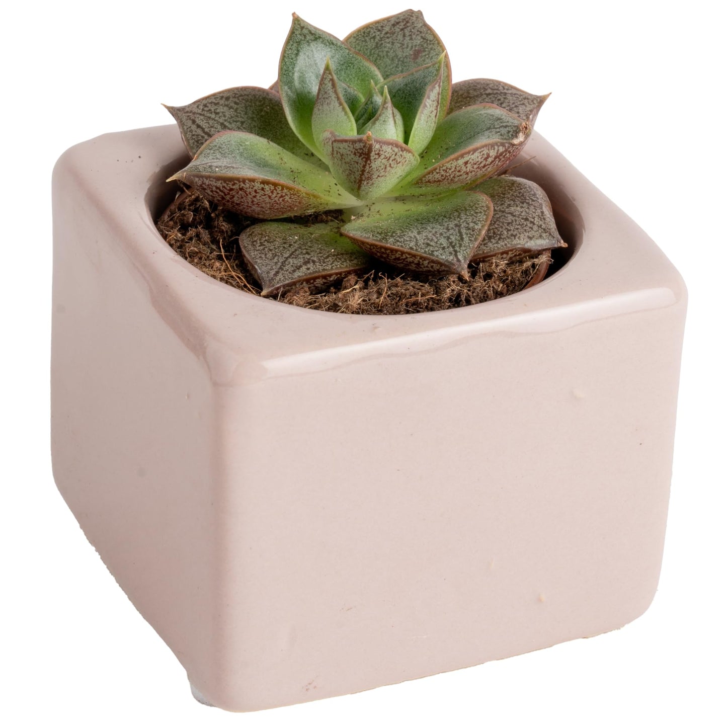 Costa Farms Live Succulent Plants