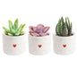 Costa Farms Live Succulent Plants