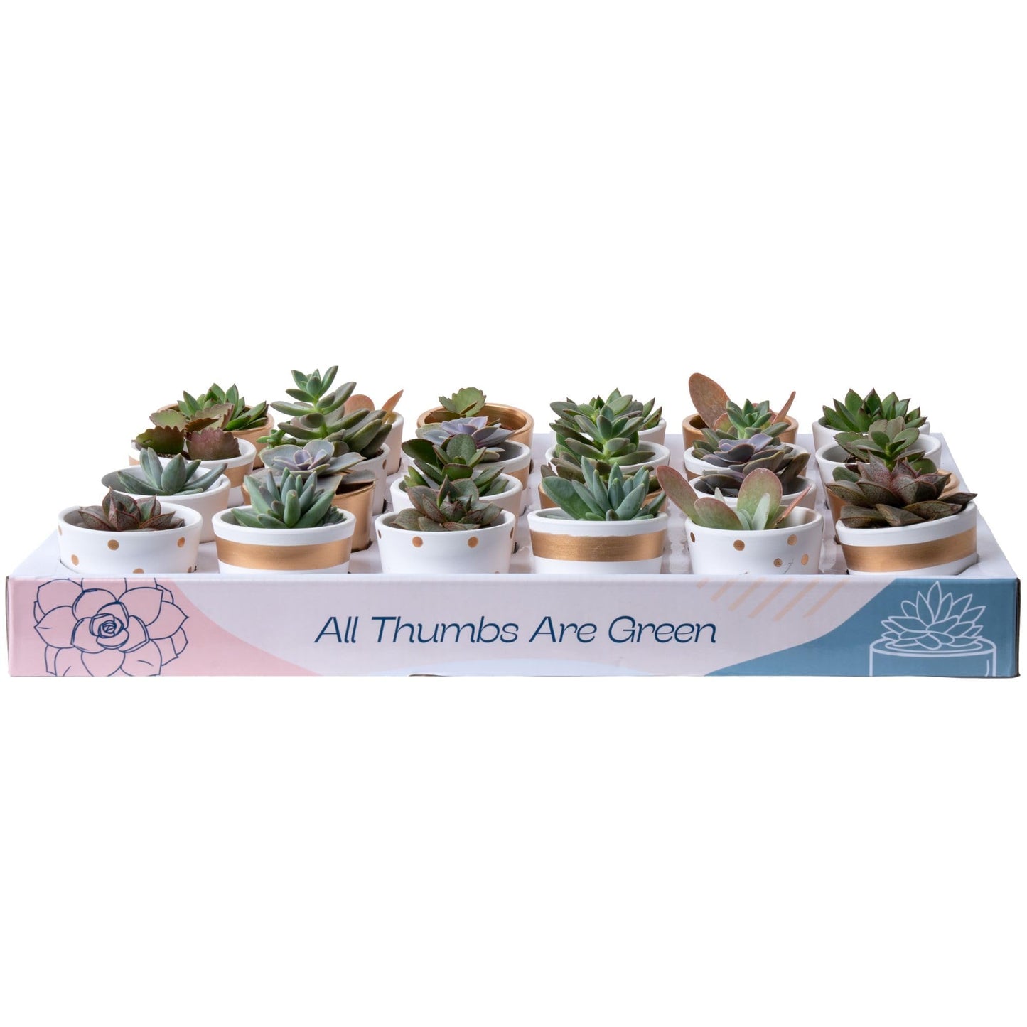 Costa Farms Live Succulent Plants