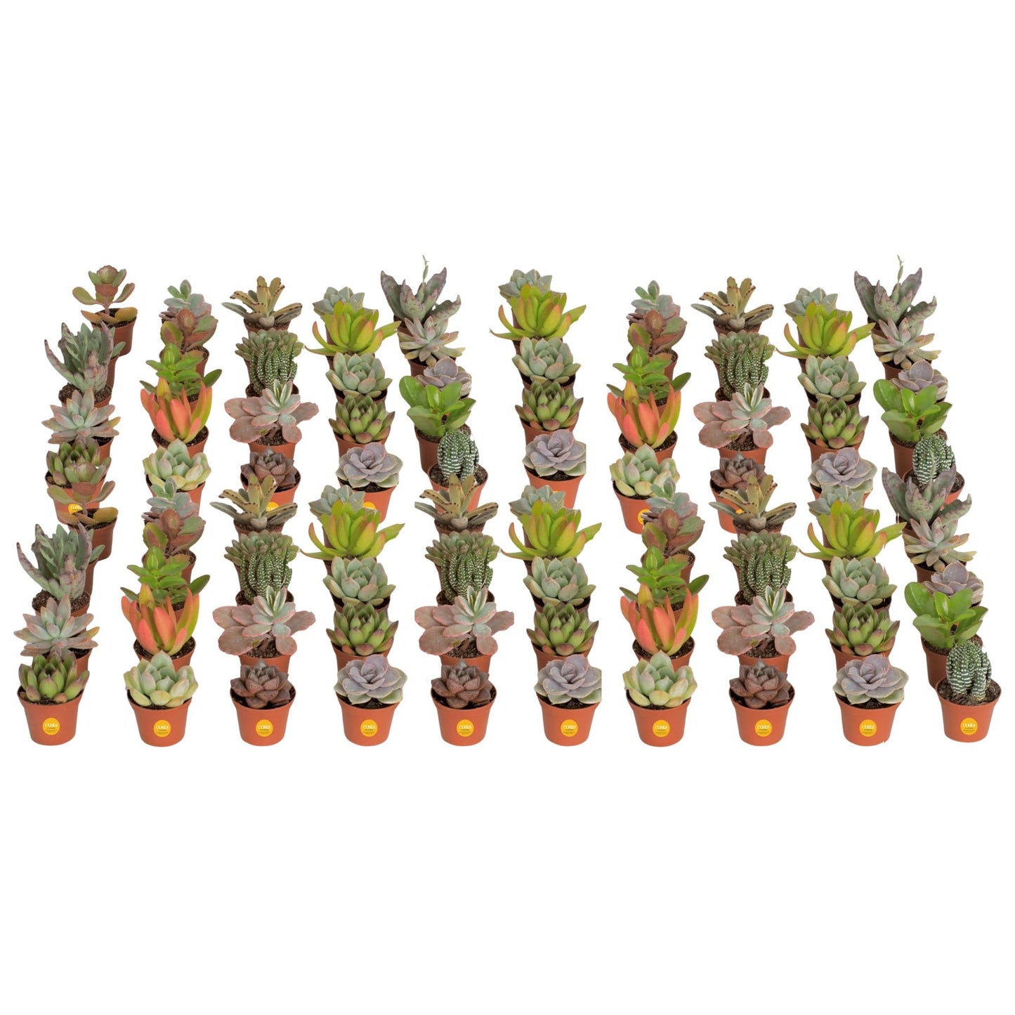 Costa Farms Live Succulent Plants