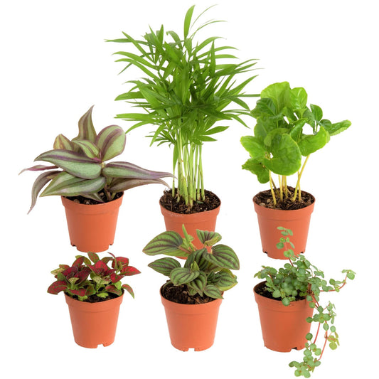 Costa Farms Mini Houseplants (6 Pack)