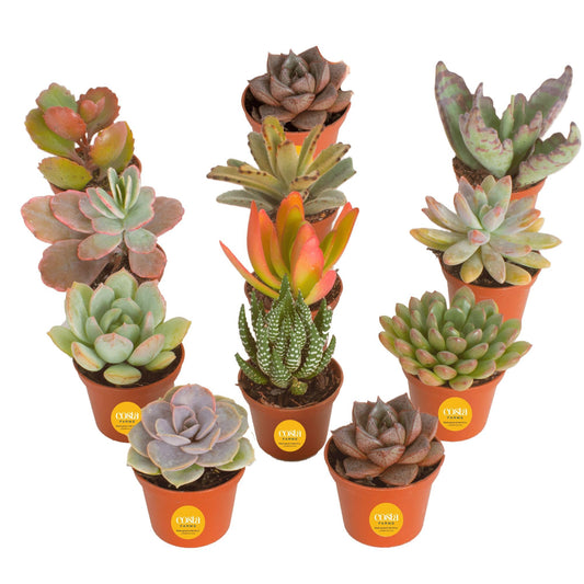 Costa Farms Live Succulent Plants