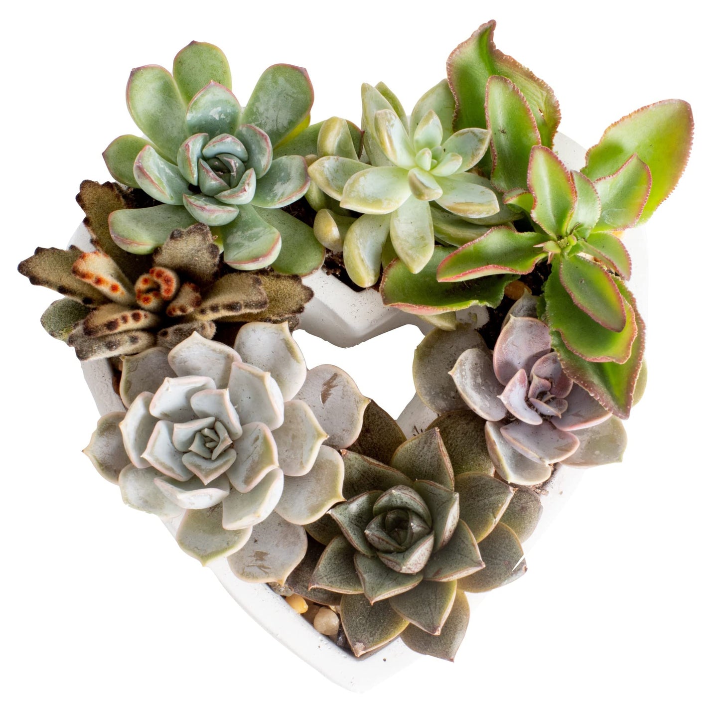 Costa Farms Live Succulent Plants