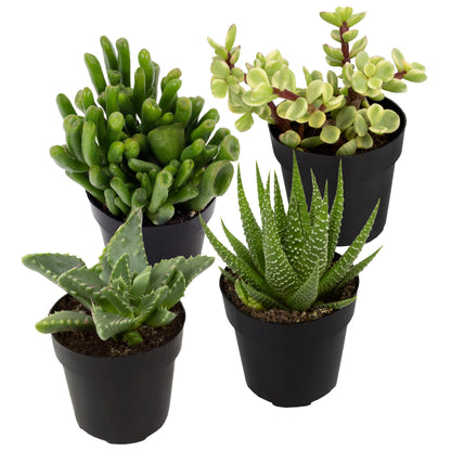 Altman Plants, Assorted Succulents Plants Live Houseplants (4PK)