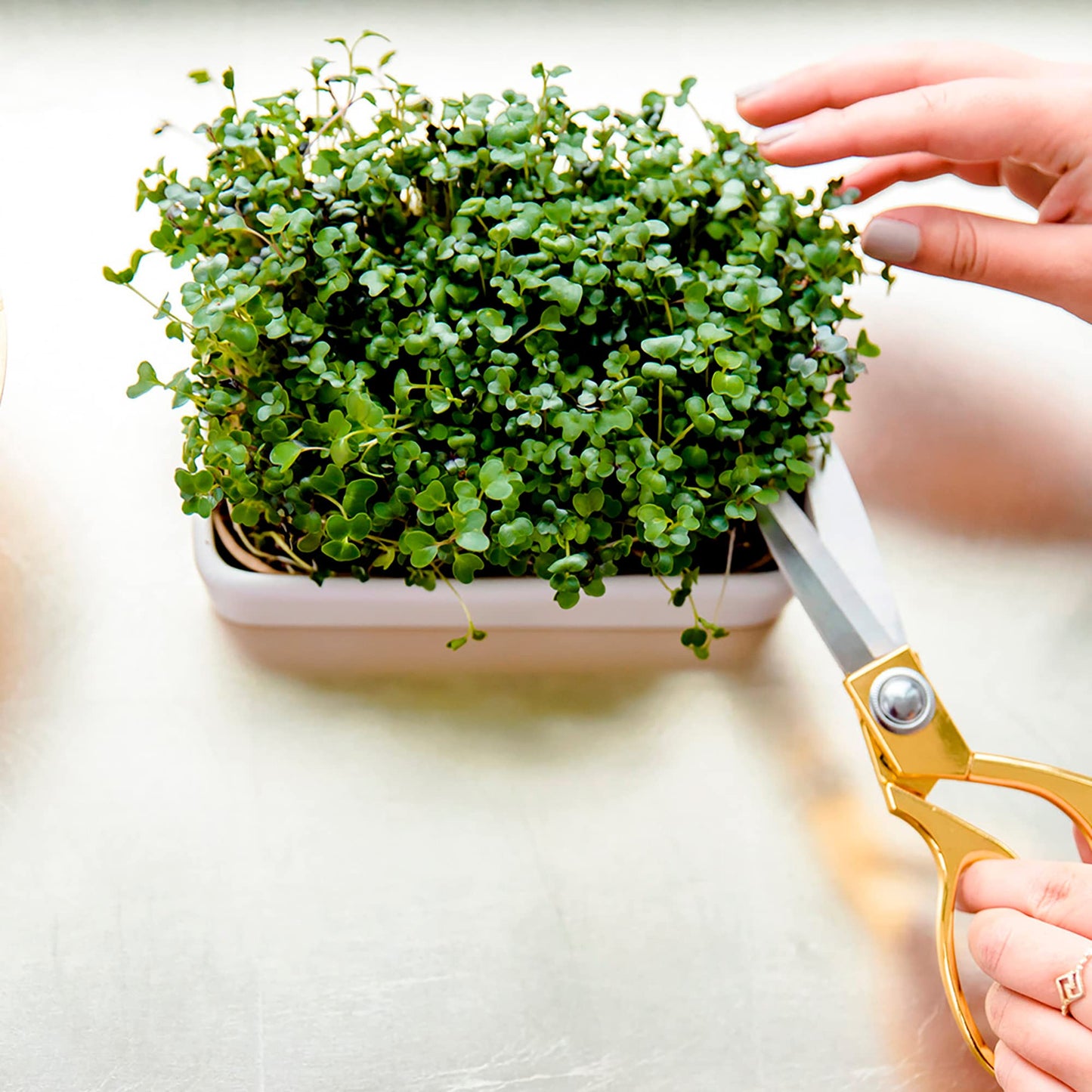 Back to the Roots New Kitchen Garden Complete Herb Kit