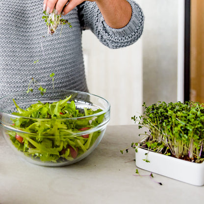 Back to the Roots New Kitchen Garden Complete Herb Kit