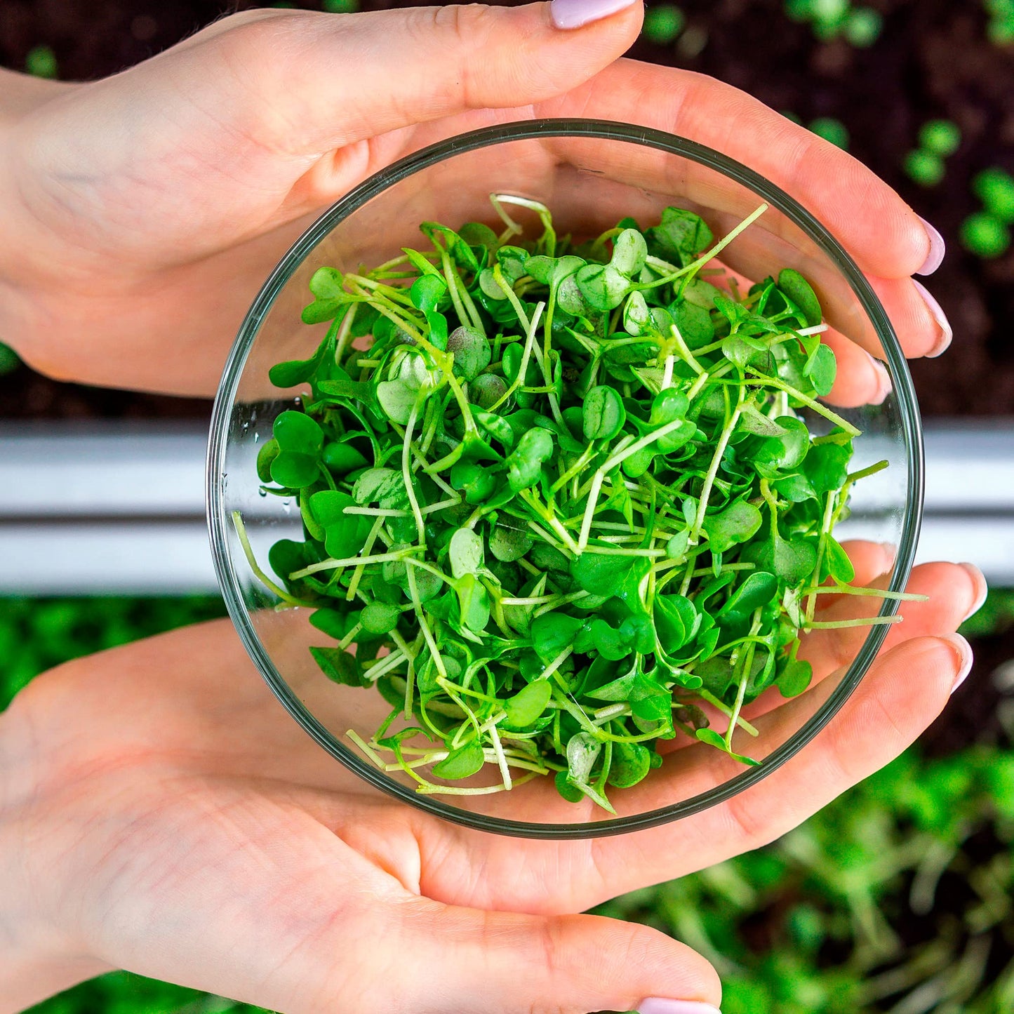 Back to the Roots New Kitchen Garden Complete Herb Kit